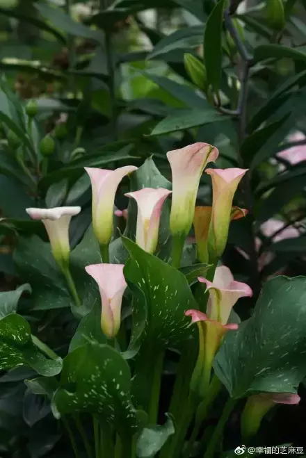 多肉为什么夏季休眠,多肉新闻第55期 大家注意,多肉已经进入度夏模式!