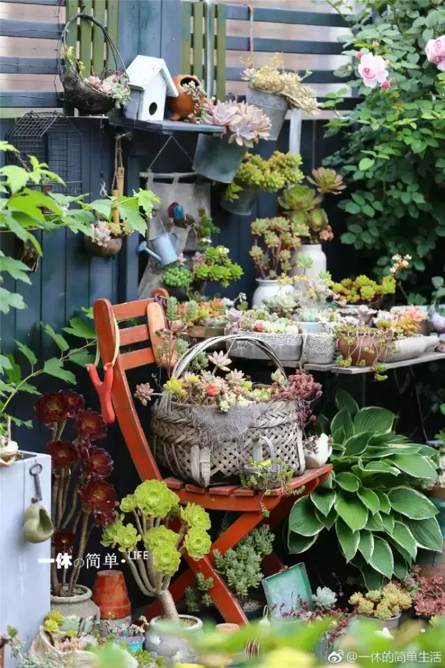 多肉为什么夏季休眠,多肉新闻第55期 大家注意,多肉已经进入度夏模式!