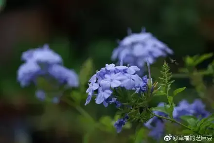 多肉为什么夏季休眠,多肉新闻第55期 大家注意,多肉已经进入度夏模式!