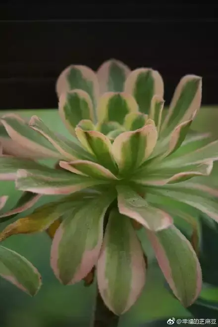 多肉为什么夏季休眠,多肉新闻第55期 大家注意,多肉已经进入度夏模式!