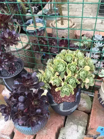 多肉为什么夏季休眠,多肉新闻第55期 大家注意,多肉已经进入度夏模式!