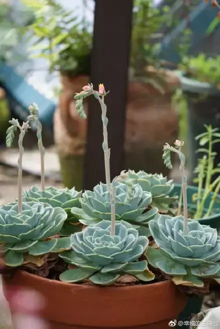 多肉为什么夏季休眠,多肉新闻第55期 大家注意,多肉已经进入度夏模式!