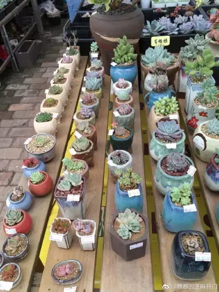 多肉为什么夏季休眠,多肉新闻第55期 大家注意,多肉已经进入度夏模式!