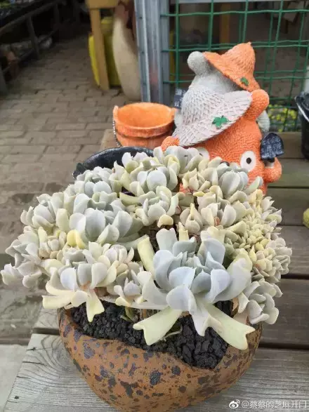 多肉为什么夏季休眠,多肉新闻第55期 大家注意,多肉已经进入度夏模式!