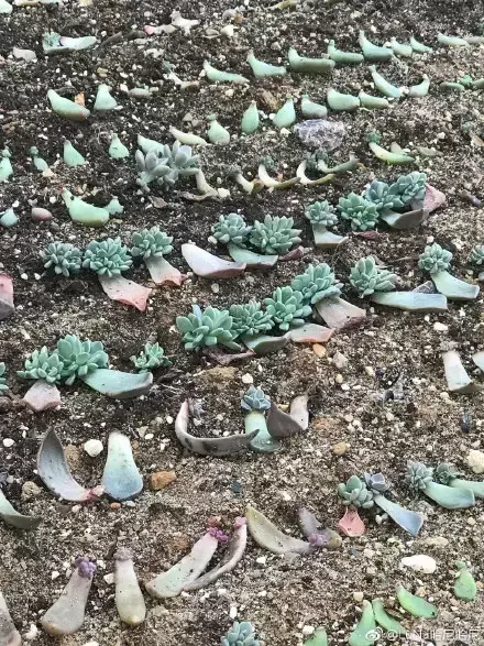 多肉为什么夏季休眠,多肉新闻第55期 大家注意,多肉已经进入度夏模式!