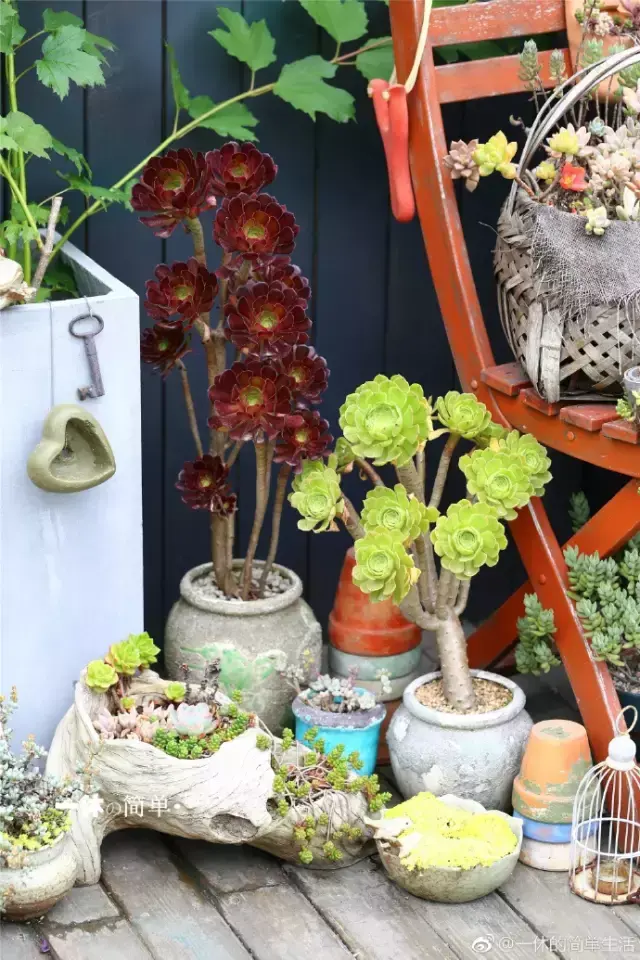 多肉为什么夏季休眠,多肉新闻第55期 大家注意,多肉已经进入度夏模式!