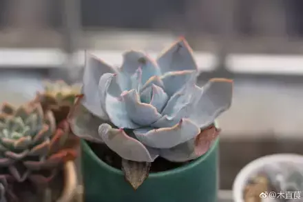 多肉为什么夏季休眠,多肉新闻第55期 大家注意,多肉已经进入度夏模式!