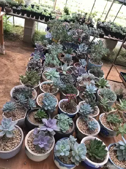 多肉为什么夏季休眠,多肉新闻第55期 大家注意,多肉已经进入度夏模式!