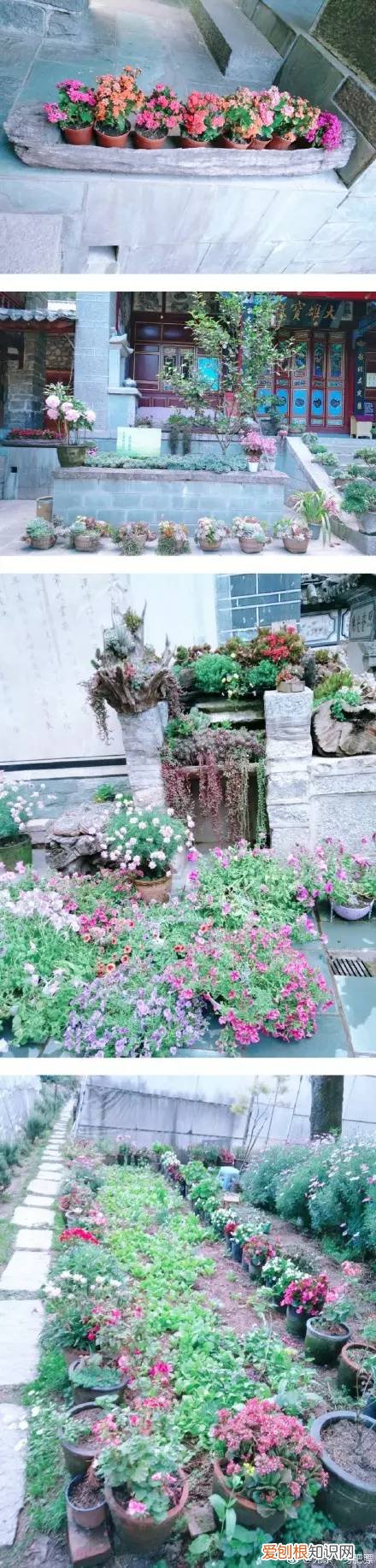 多肉为什么夏季休眠,多肉新闻第55期 大家注意,多肉已经进入度夏模式!