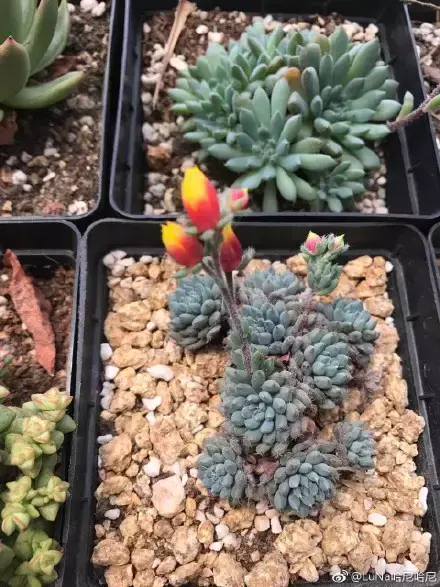 多肉为什么夏季休眠,多肉新闻第55期 大家注意,多肉已经进入度夏模式!