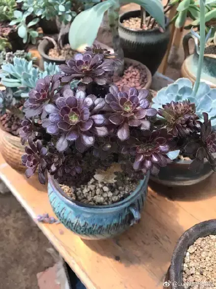 多肉为什么夏季休眠,多肉新闻第55期 大家注意,多肉已经进入度夏模式!