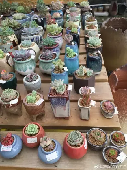 多肉为什么夏季休眠,多肉新闻第55期 大家注意,多肉已经进入度夏模式!