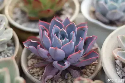 多肉为什么夏季休眠,多肉新闻第55期 大家注意,多肉已经进入度夏模式!