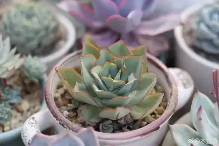 多肉为什么夏季休眠,多肉新闻第55期 大家注意,多肉已经进入度夏模式!