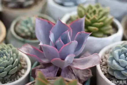多肉为什么夏季休眠,多肉新闻第55期 大家注意,多肉已经进入度夏模式!