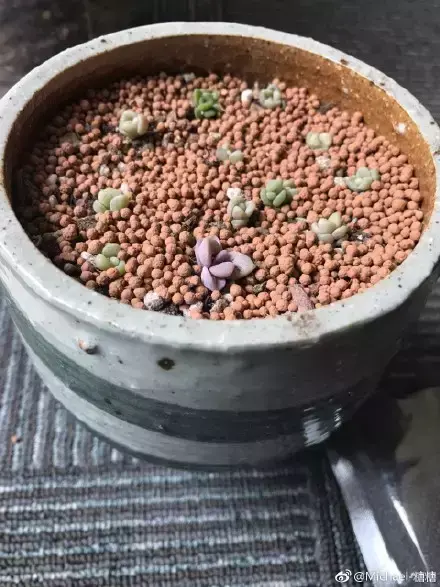 多肉为什么夏季休眠,多肉新闻第55期 大家注意,多肉已经进入度夏模式!