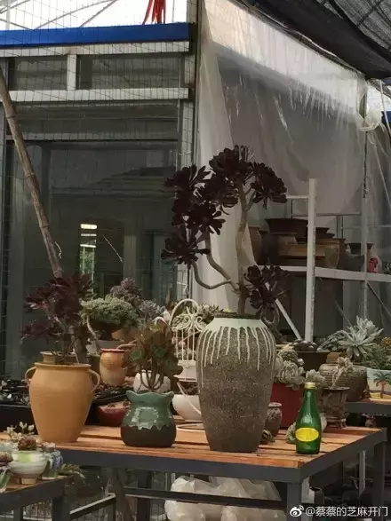 多肉为什么夏季休眠,多肉新闻第55期 大家注意,多肉已经进入度夏模式!