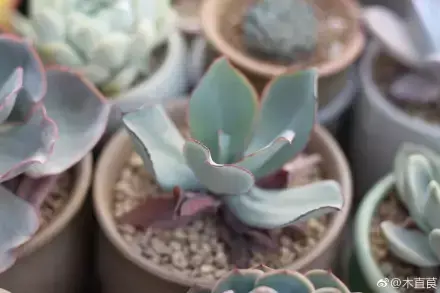 多肉为什么夏季休眠,多肉新闻第55期 大家注意,多肉已经进入度夏模式!