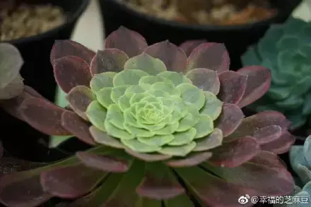 多肉为什么夏季休眠,多肉新闻第55期 大家注意,多肉已经进入度夏模式!