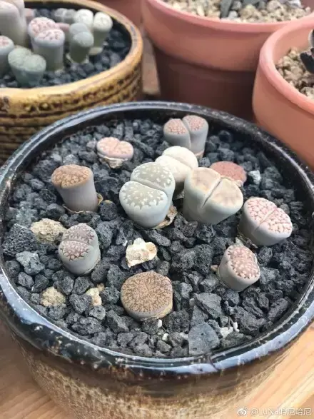 多肉为什么夏季休眠,多肉新闻第55期 大家注意,多肉已经进入度夏模式!