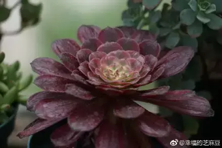 多肉为什么夏季休眠,多肉新闻第55期 大家注意,多肉已经进入度夏模式!