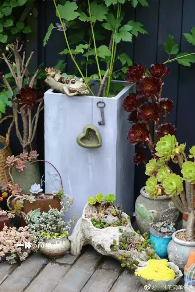 多肉为什么夏季休眠,多肉新闻第55期 大家注意,多肉已经进入度夏模式!