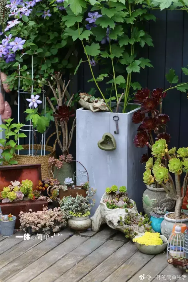 多肉为什么夏季休眠,多肉新闻第55期 大家注意,多肉已经进入度夏模式!