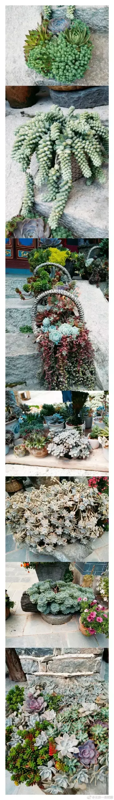 多肉为什么夏季休眠,多肉新闻第55期 大家注意,多肉已经进入度夏模式!