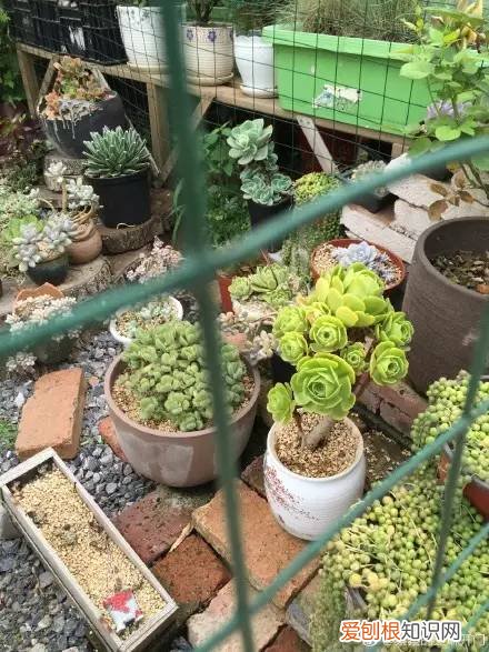 多肉为什么夏季休眠,多肉新闻第55期 大家注意,多肉已经进入度夏模式!