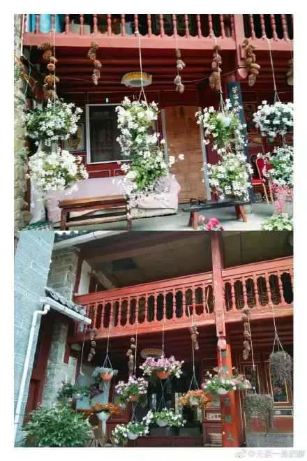 多肉为什么夏季休眠,多肉新闻第55期 大家注意,多肉已经进入度夏模式!