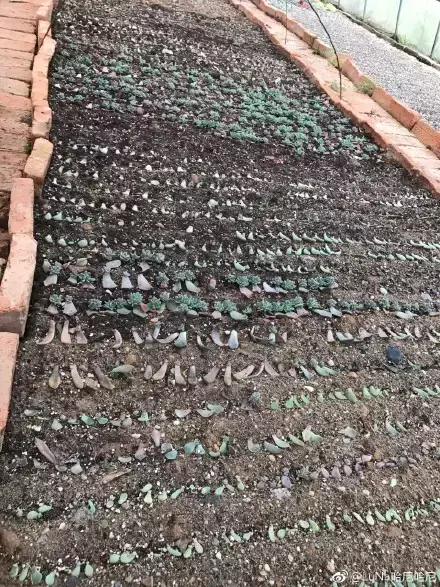 多肉为什么夏季休眠,多肉新闻第55期 大家注意,多肉已经进入度夏模式!