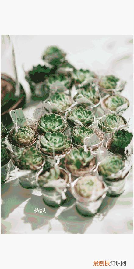 多肉为什么夏季休眠,多肉新闻第55期 大家注意,多肉已经进入度夏模式!