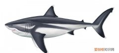 已灭绝的巨齿鲨被确认曾为海中最大的鱼类是什么
