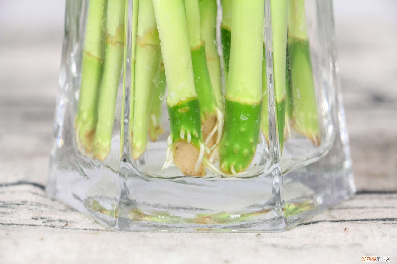 富贵竹的根能不能剪 富贵竹的根可以修剪吗