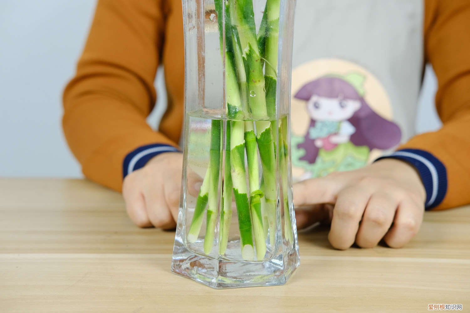 富贵竹的根能不能剪 富贵竹的根可以修剪吗