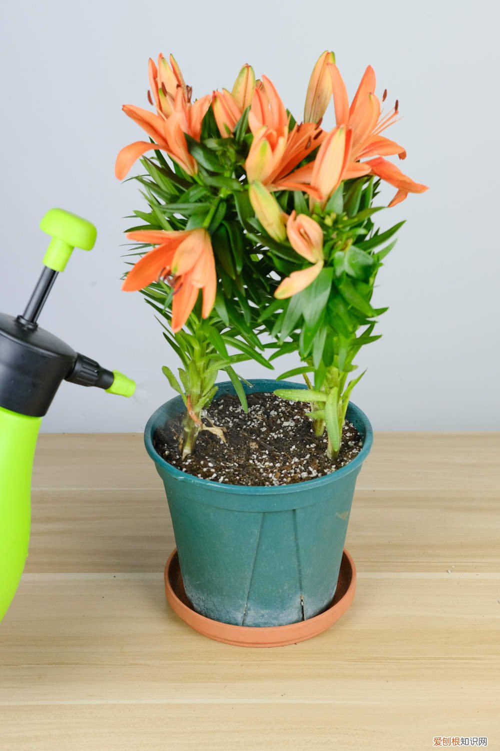 百合种球水培好盆栽好 百合种球怎么水培