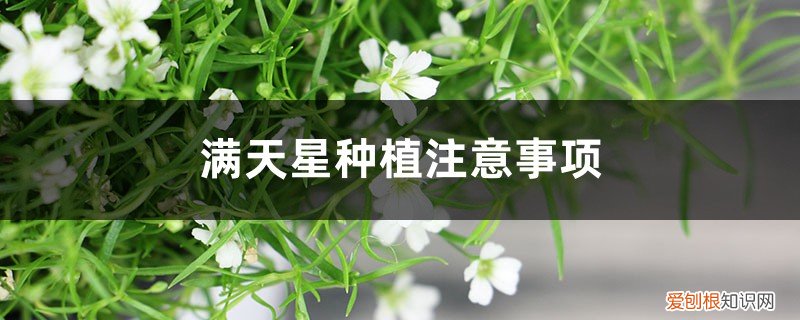 满天星要怎么样种植 满天星种植注意事项