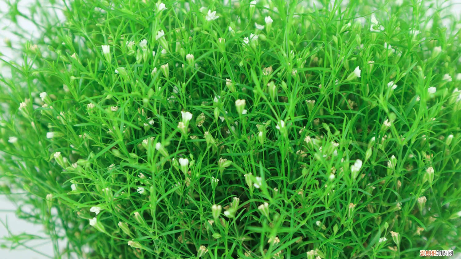 满天星要怎么样种植 满天星种植注意事项