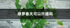 什么时候可以扦插绿萝 绿萝春天可以扦插吗