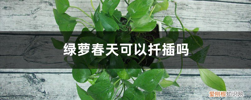 什么时候可以扦插绿萝 绿萝春天可以扦插吗