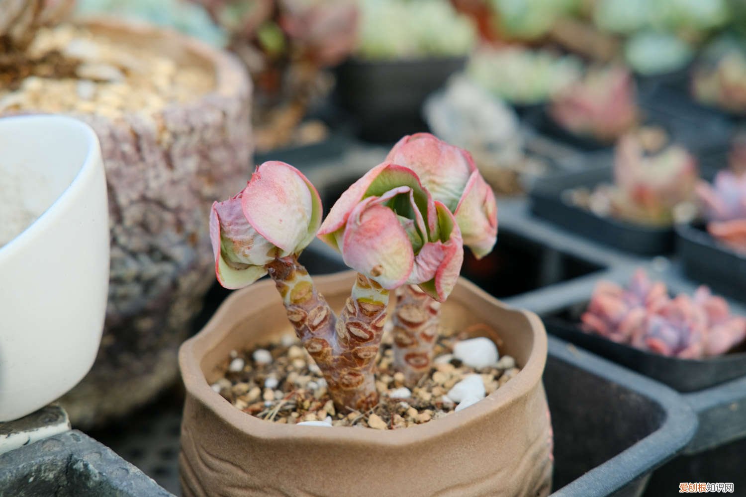 白月影多肉好看吗 白月影多肉怎么养