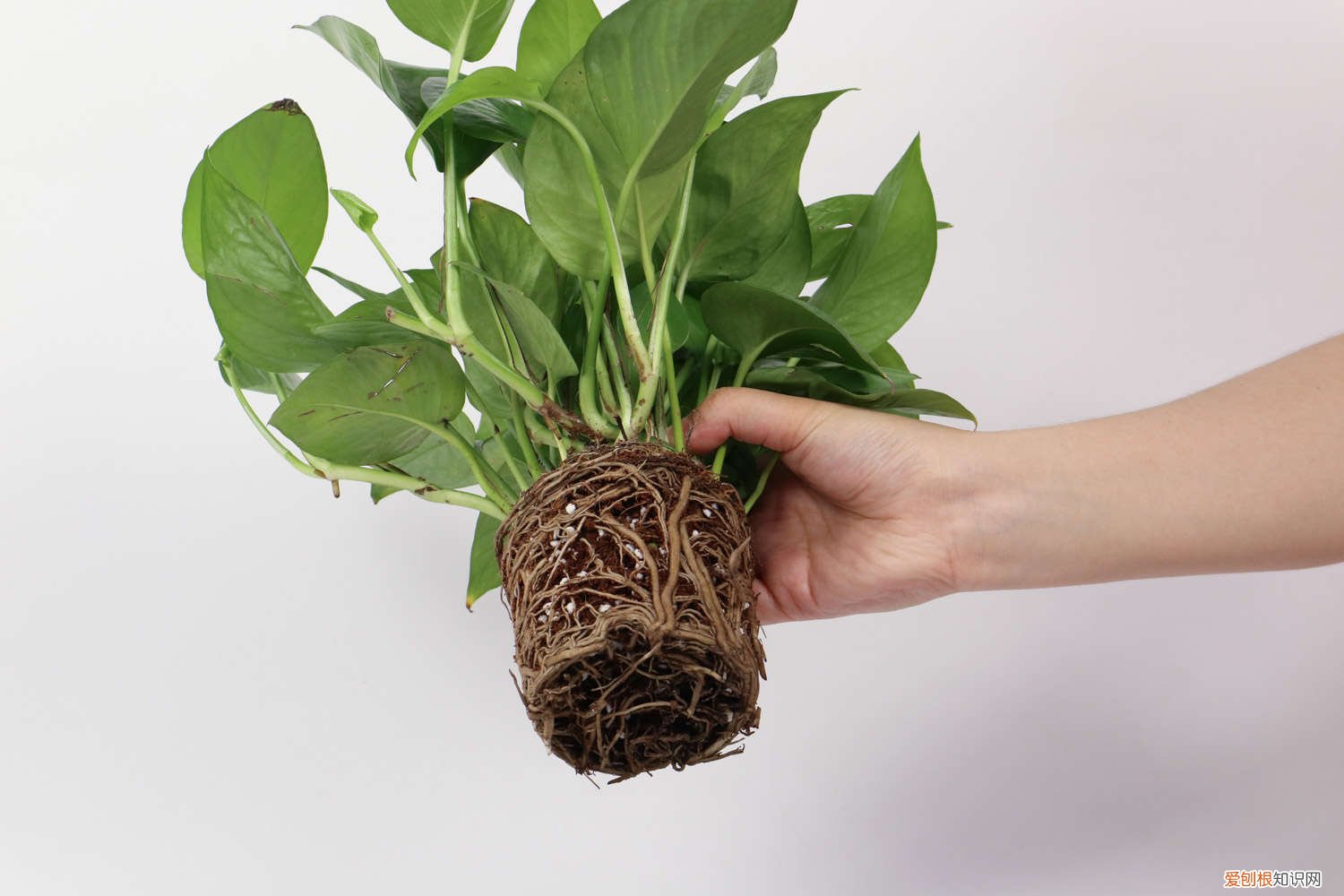 绿萝死了还能活吗图片 绿萝死了还能活吗