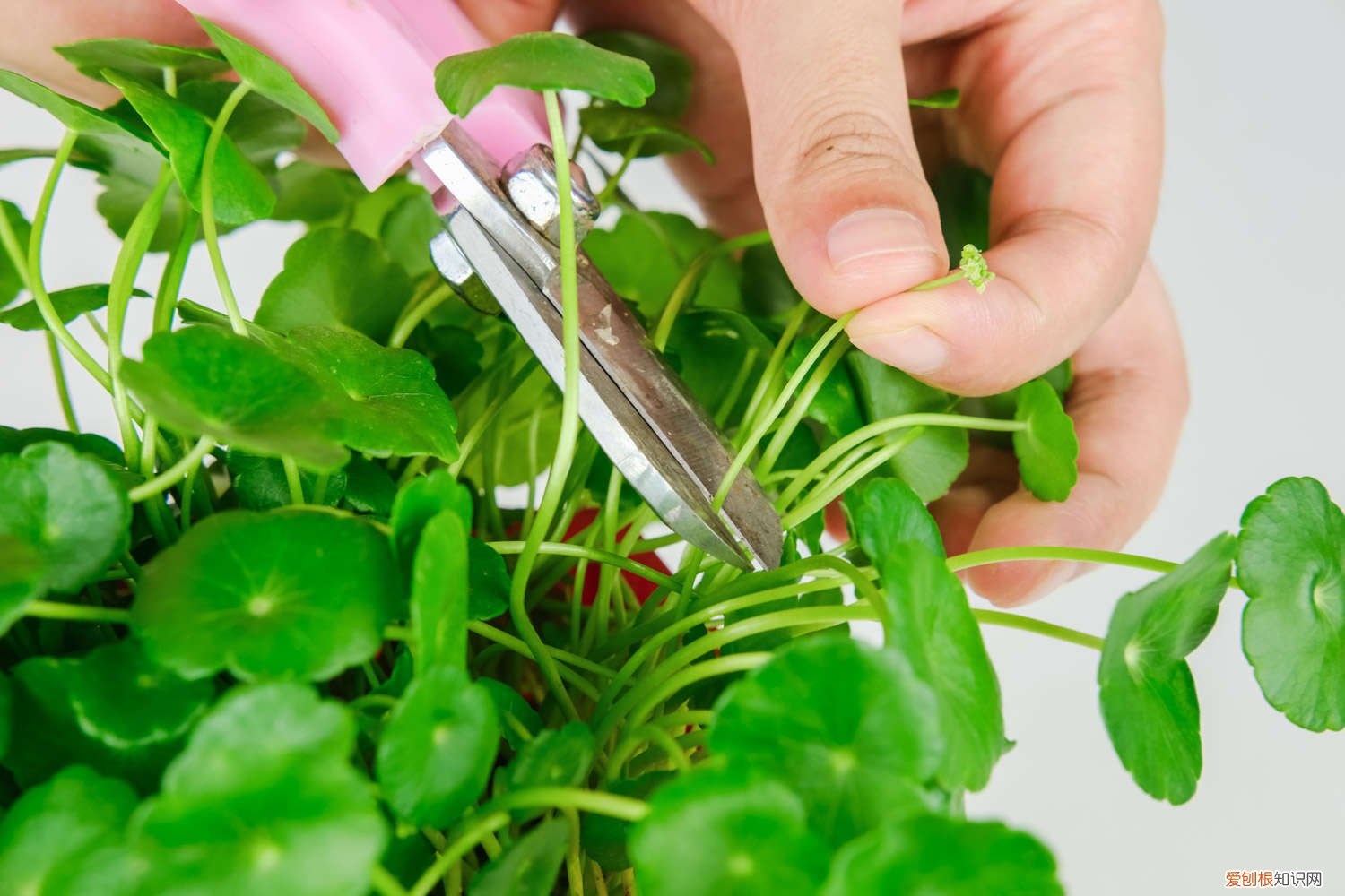 铜钱草怎么分盆? 铜钱草分盆方法和日常养护