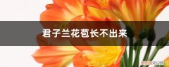 君子兰开花茎长不出来怎么办 君子兰花苞长不出来怎么办