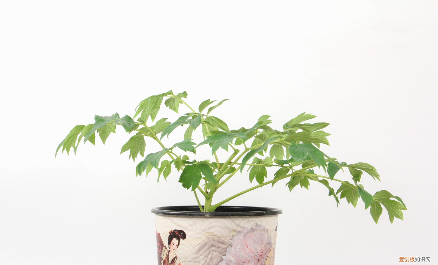 牡丹花苗的栽培方法 牡丹花移栽方法