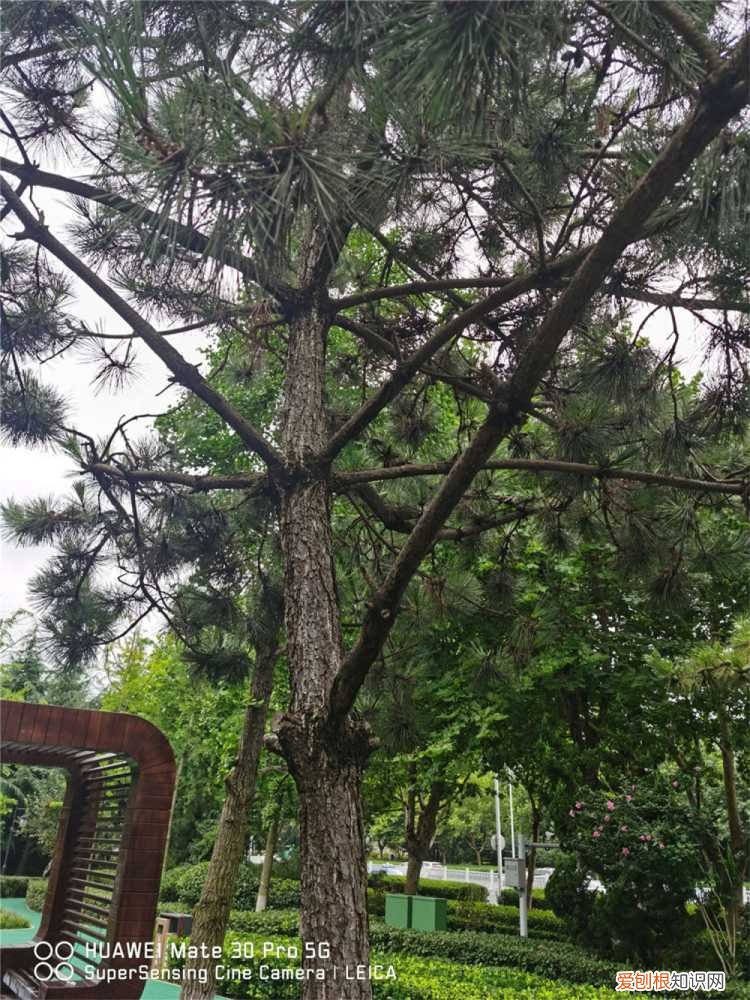 松树皮怎么发酵种兰花 松树皮怎么发酵