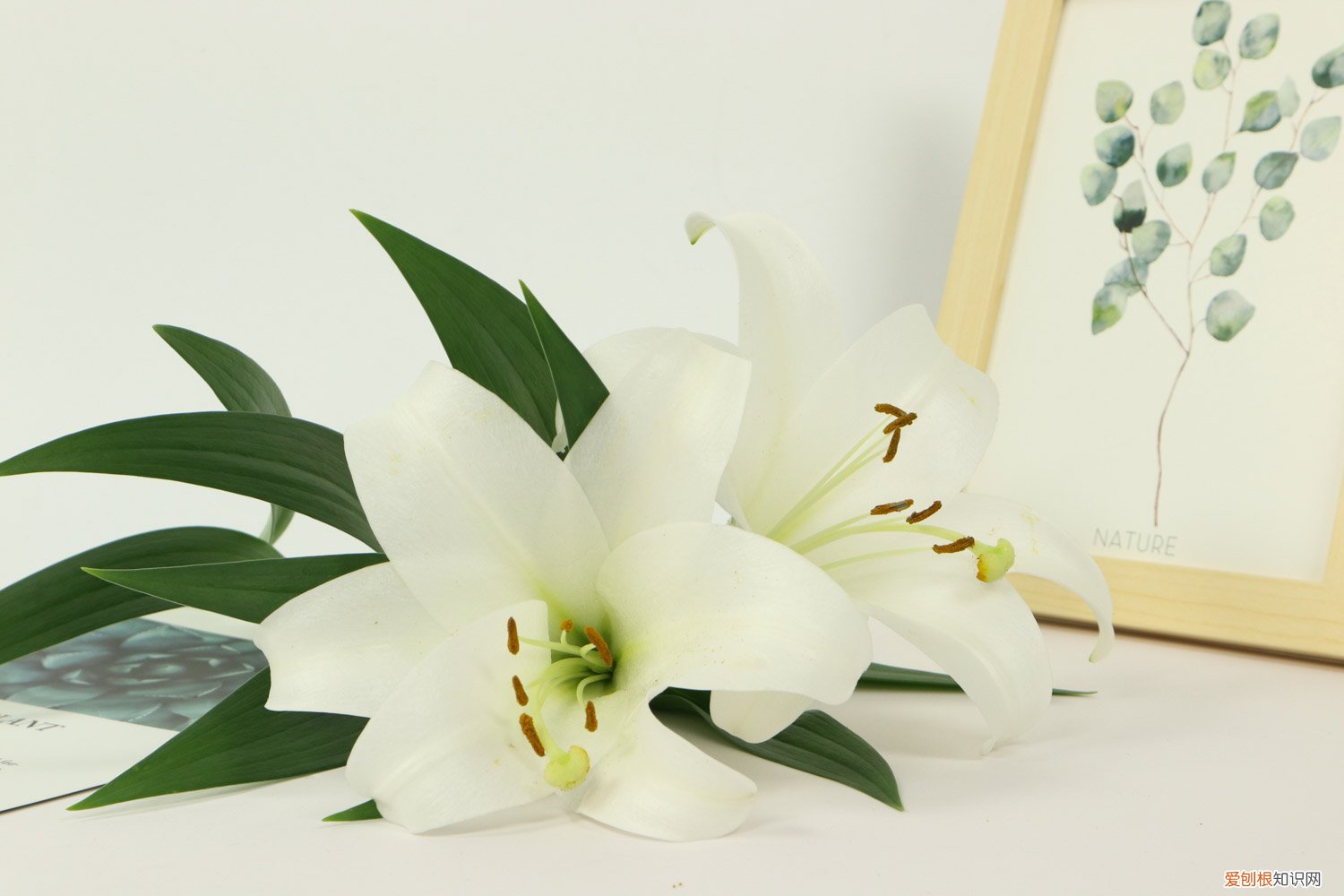 百合谢花后怎么处理 百合花谢了以后怎么办