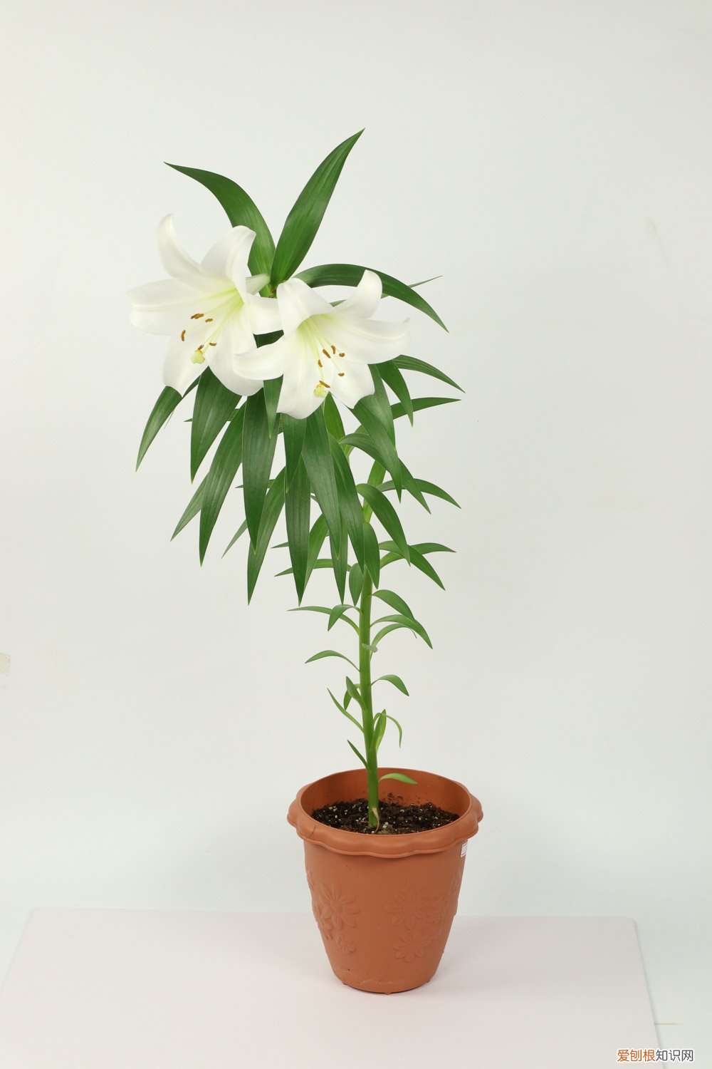 百合谢花后怎么处理 百合花谢了以后怎么办