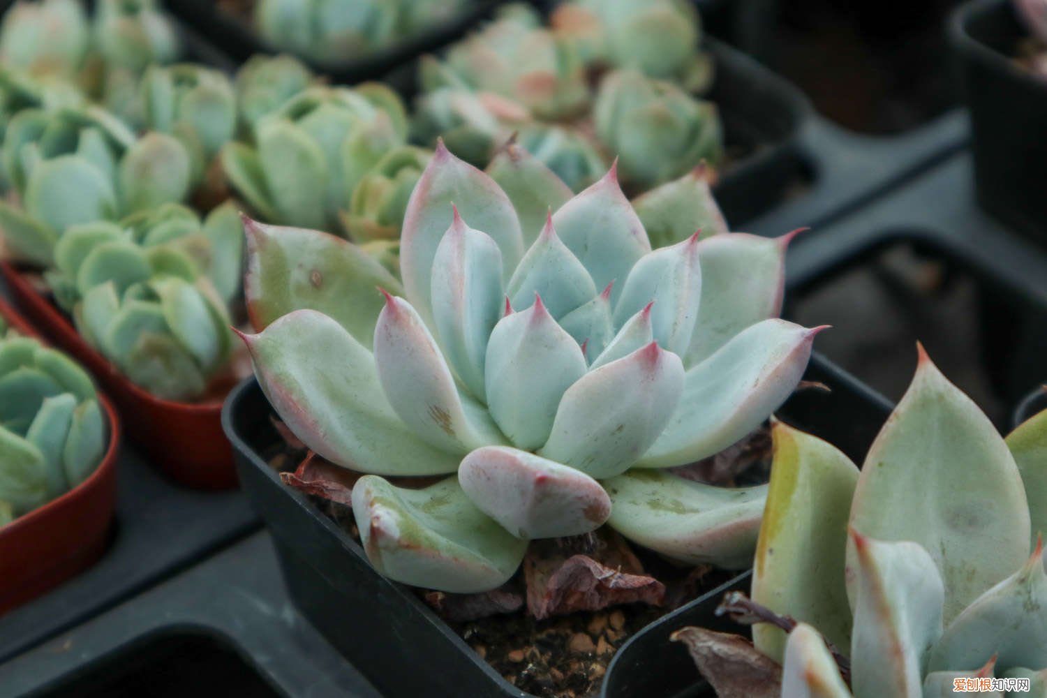 刚栽的多肉要浇水吗 刚栽的多肉要浇水吗