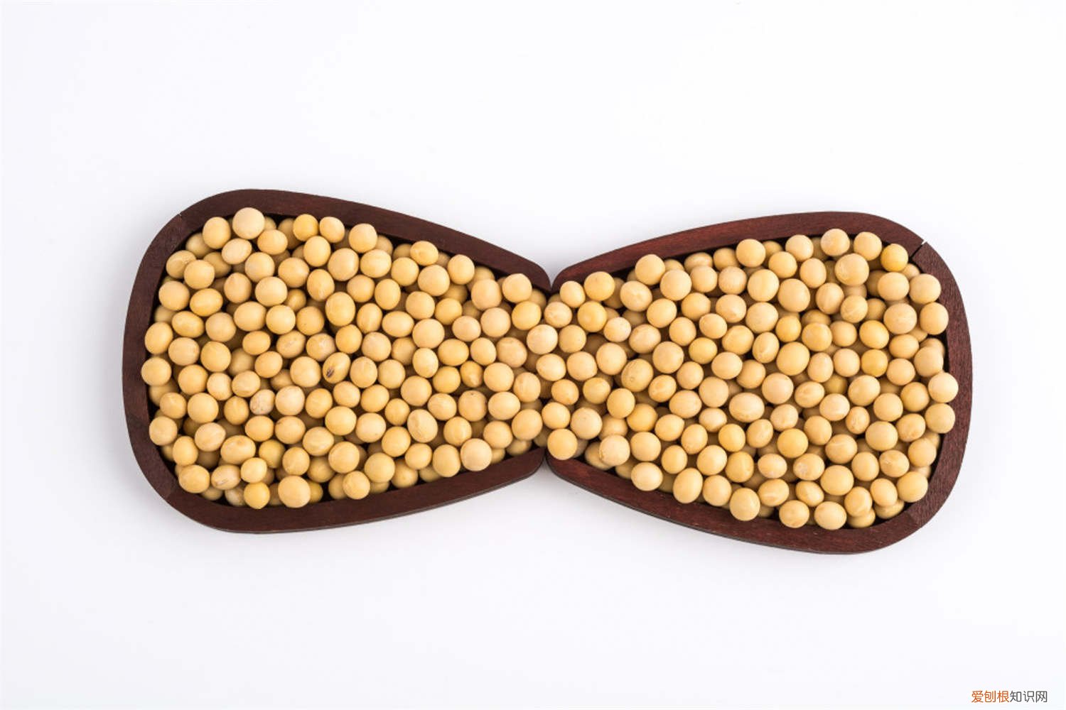 黄豆怎么种小盆栽好 黄豆怎么种小盆栽